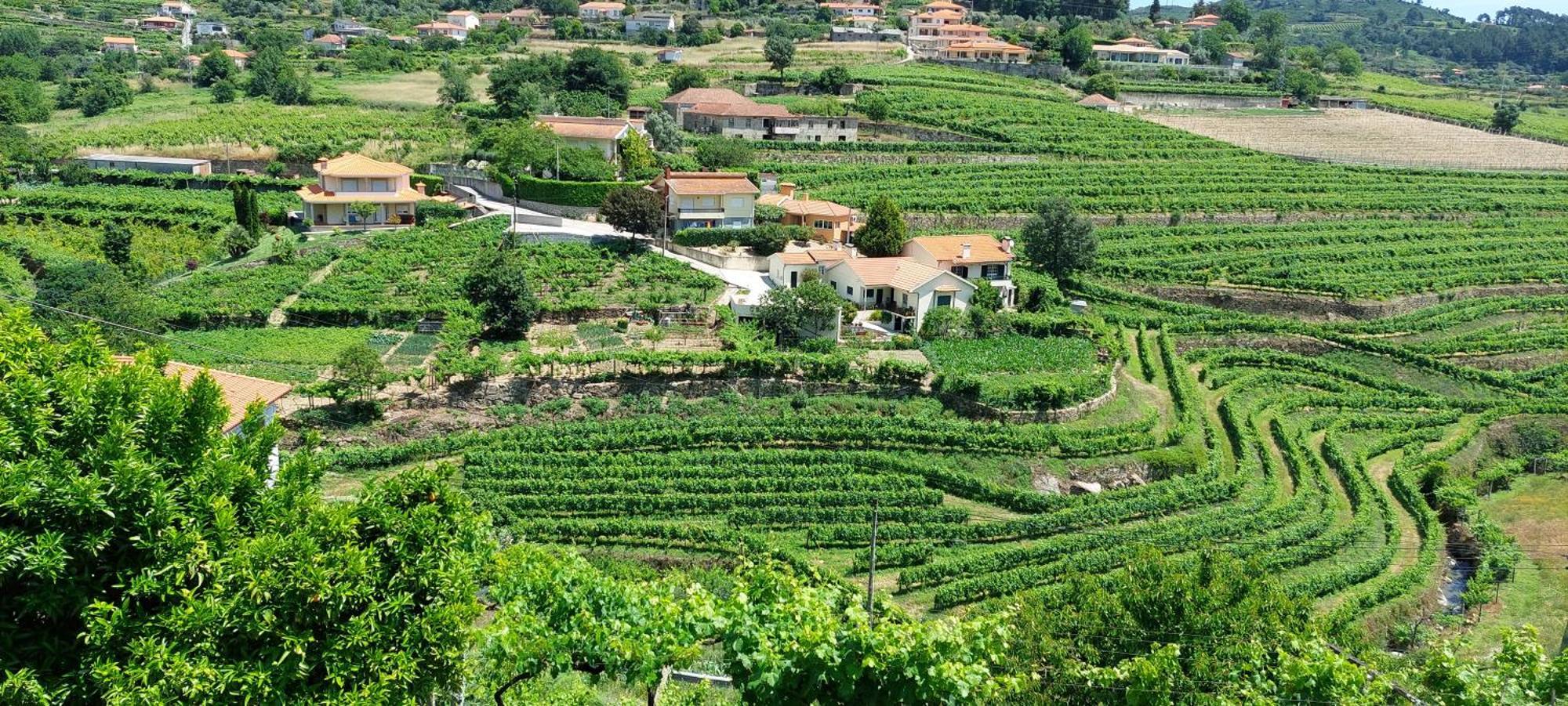 Quinta Dos Castros Douro Βίλα Baião Εξωτερικό φωτογραφία