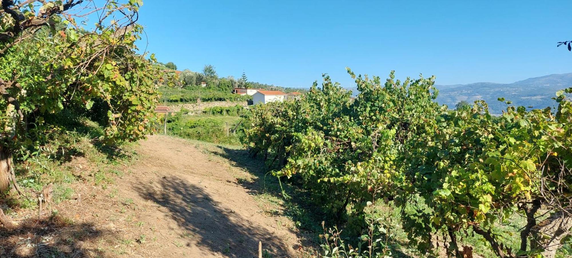 Quinta Dos Castros Douro Βίλα Baião Εξωτερικό φωτογραφία