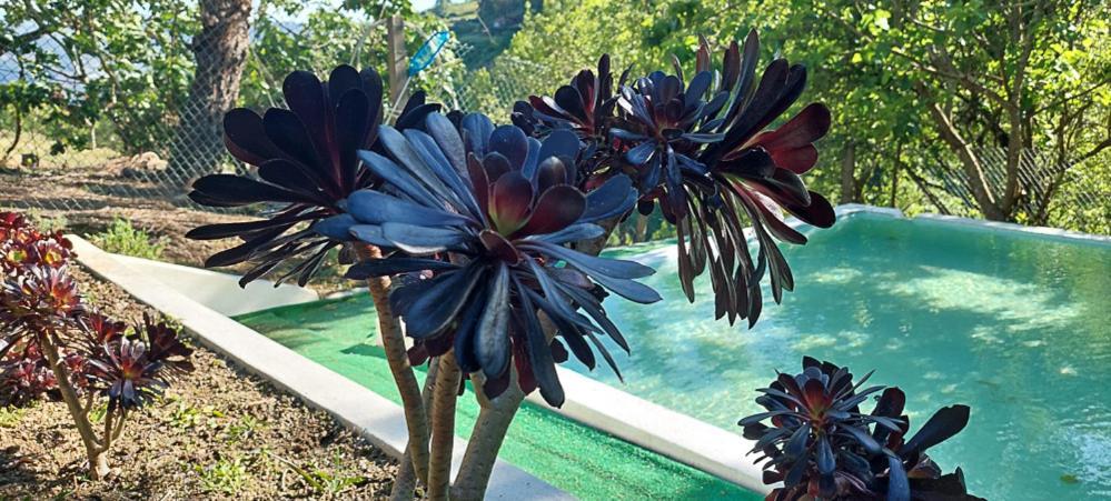 Quinta Dos Castros Douro Βίλα Baião Εξωτερικό φωτογραφία
