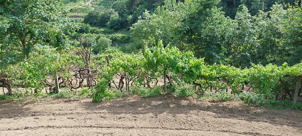 Quinta Dos Castros Douro Βίλα Baião Εξωτερικό φωτογραφία